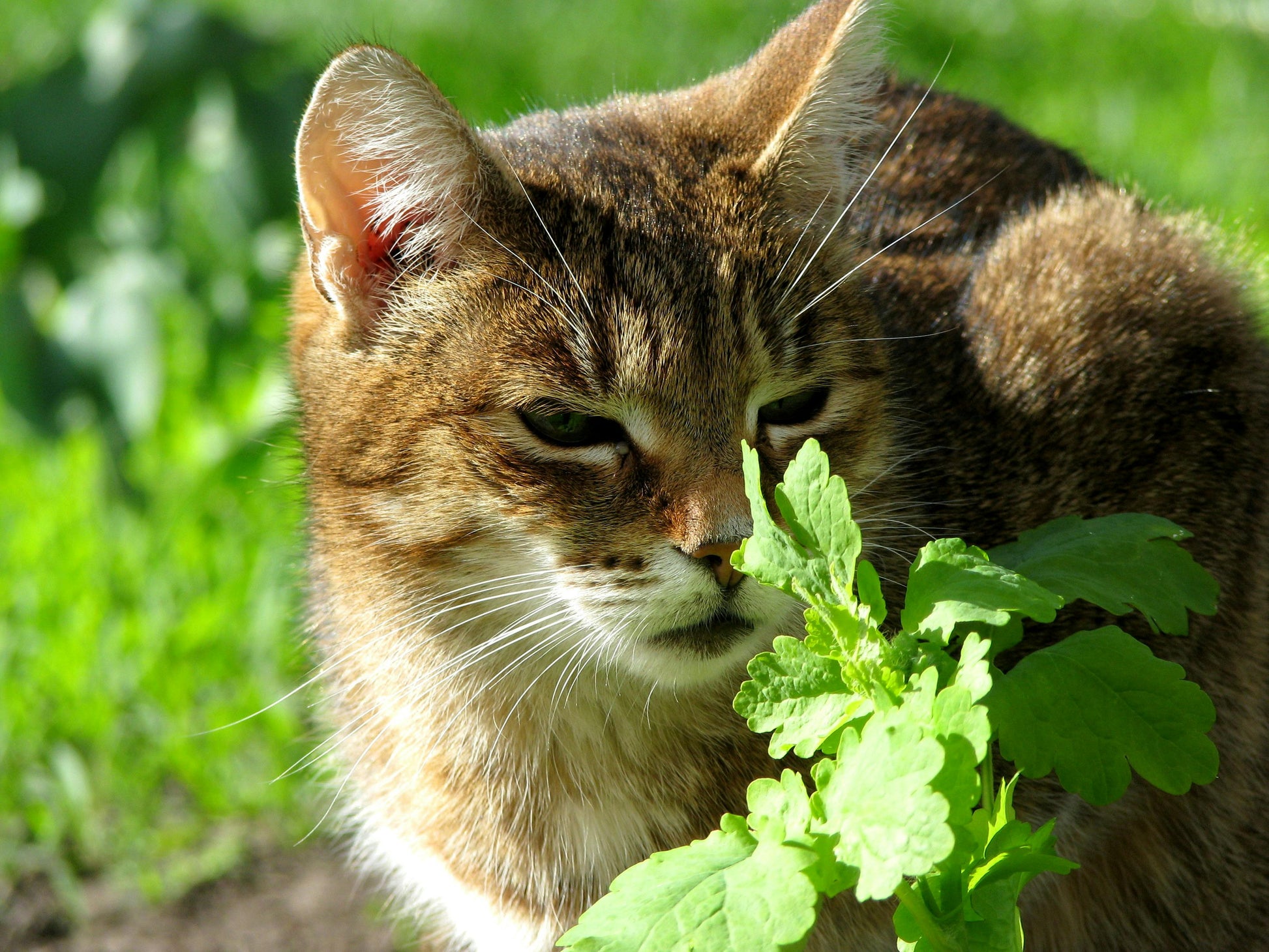 Catnip Fresh