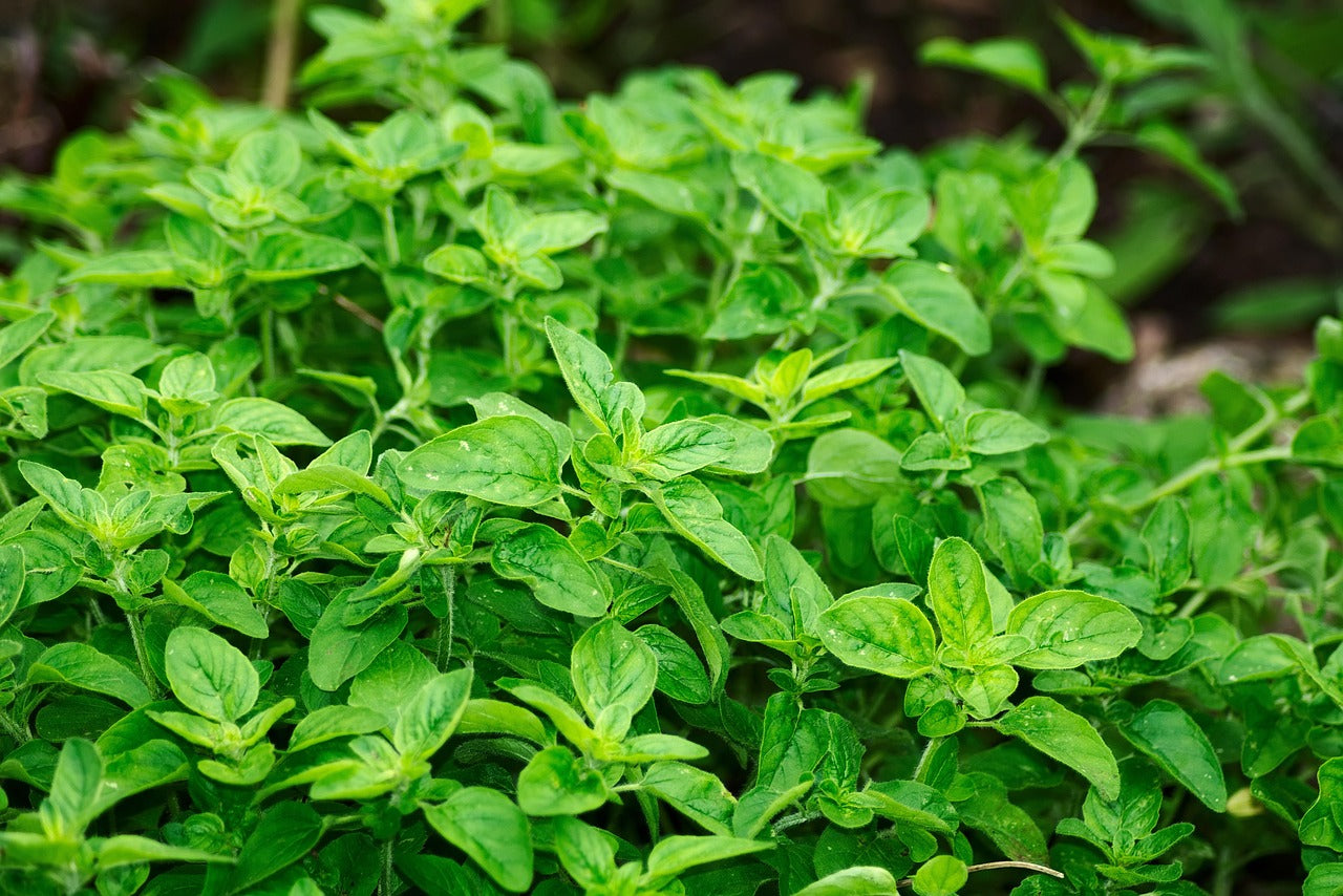 Oregano Fresh