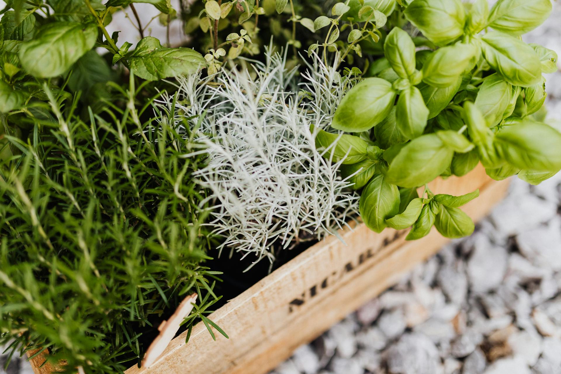 Herb Mix Fresh