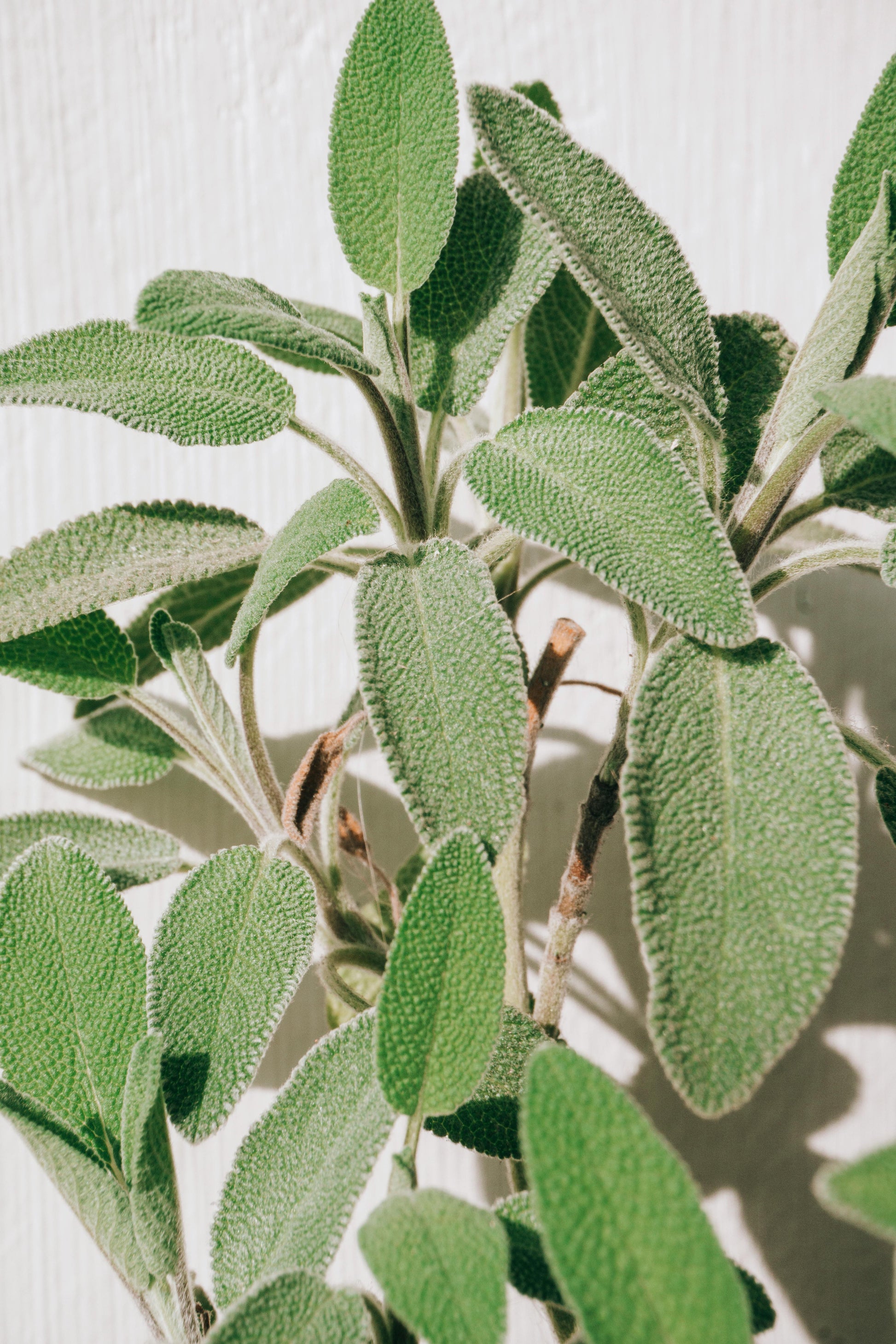 Sage Fresh